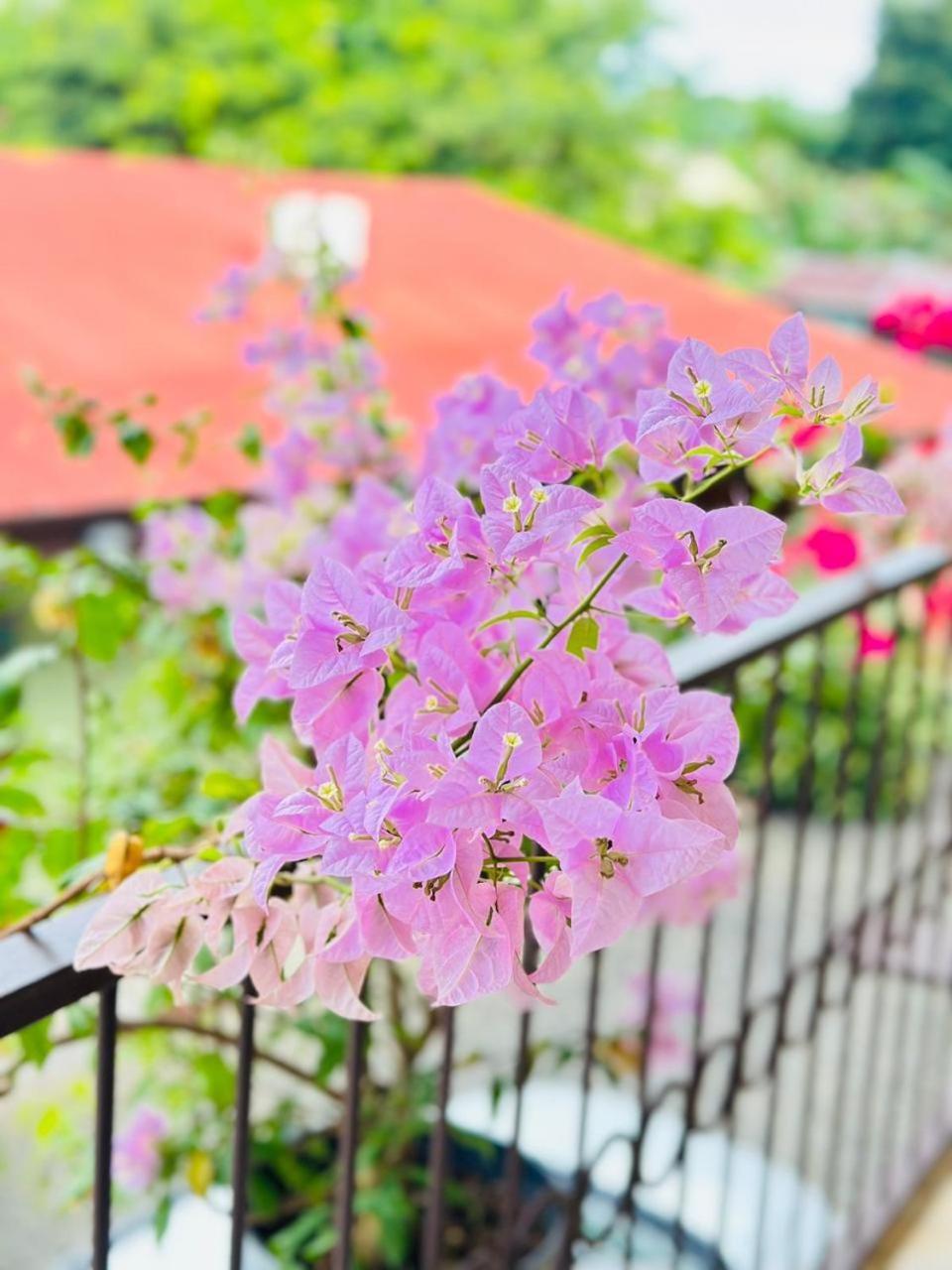 Hotel La Fiore De Bahia ウビタ エクステリア 写真